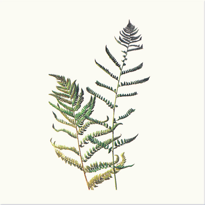 Coastal Wood Fern