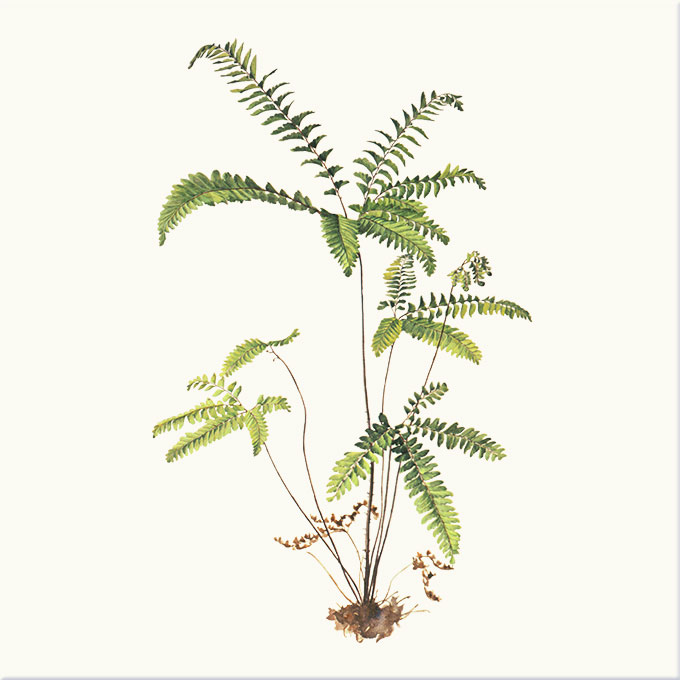 Five-Finger Maidenhair Fern