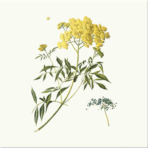 Blue Elderberry