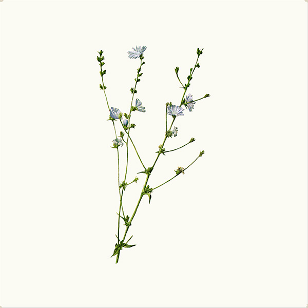 Chicory