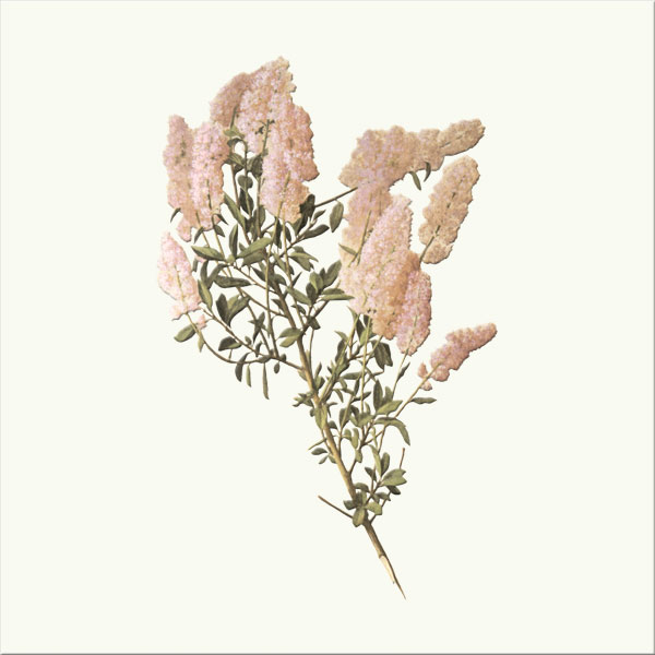 Mountain Lilac