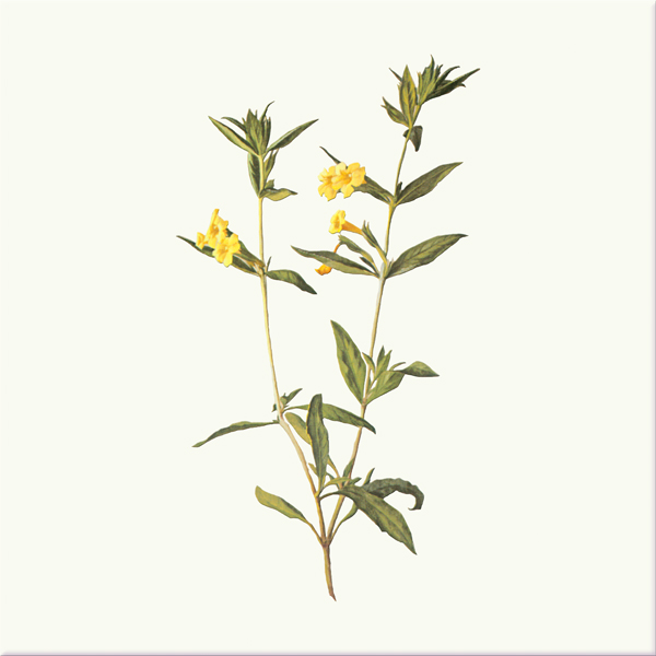 Monkey Flower