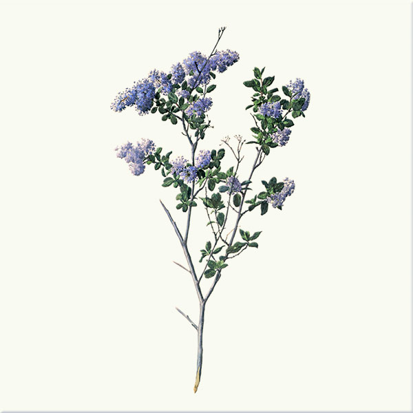 Mountain Lilac
