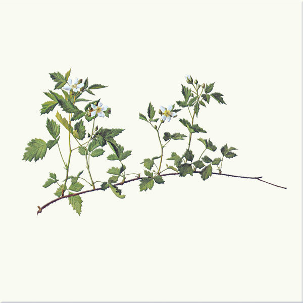 Oregon Blackberry