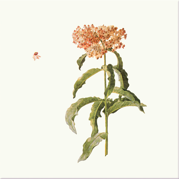 Showy Milkweed