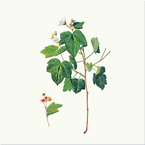 Thimbleberry