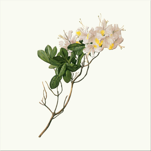Western Azalea