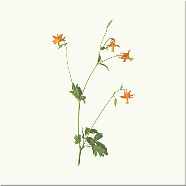 Western Columbine