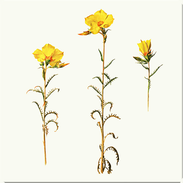 Blazing Star