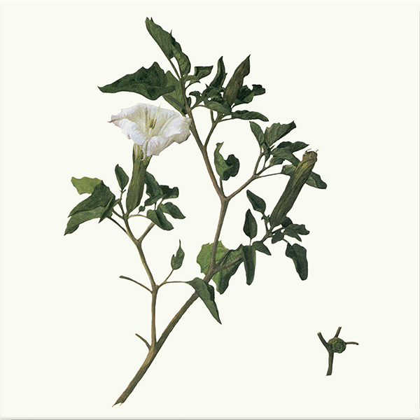 Jimson Weed