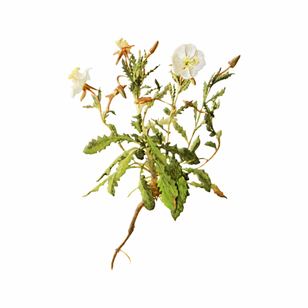 Basket Evening Primrose
