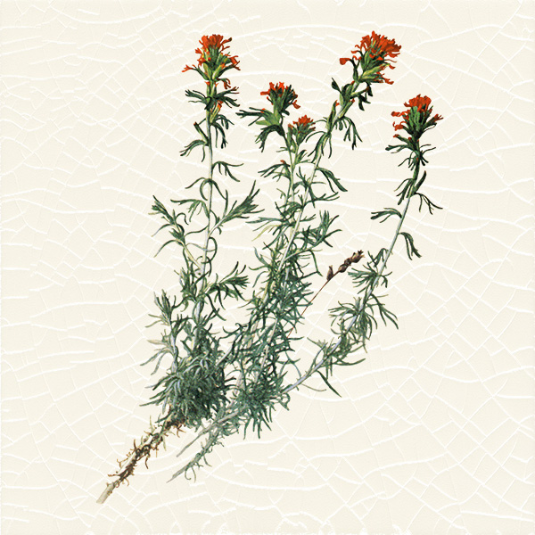 Wooly Indian Paintbrush on Crackle Background: class=