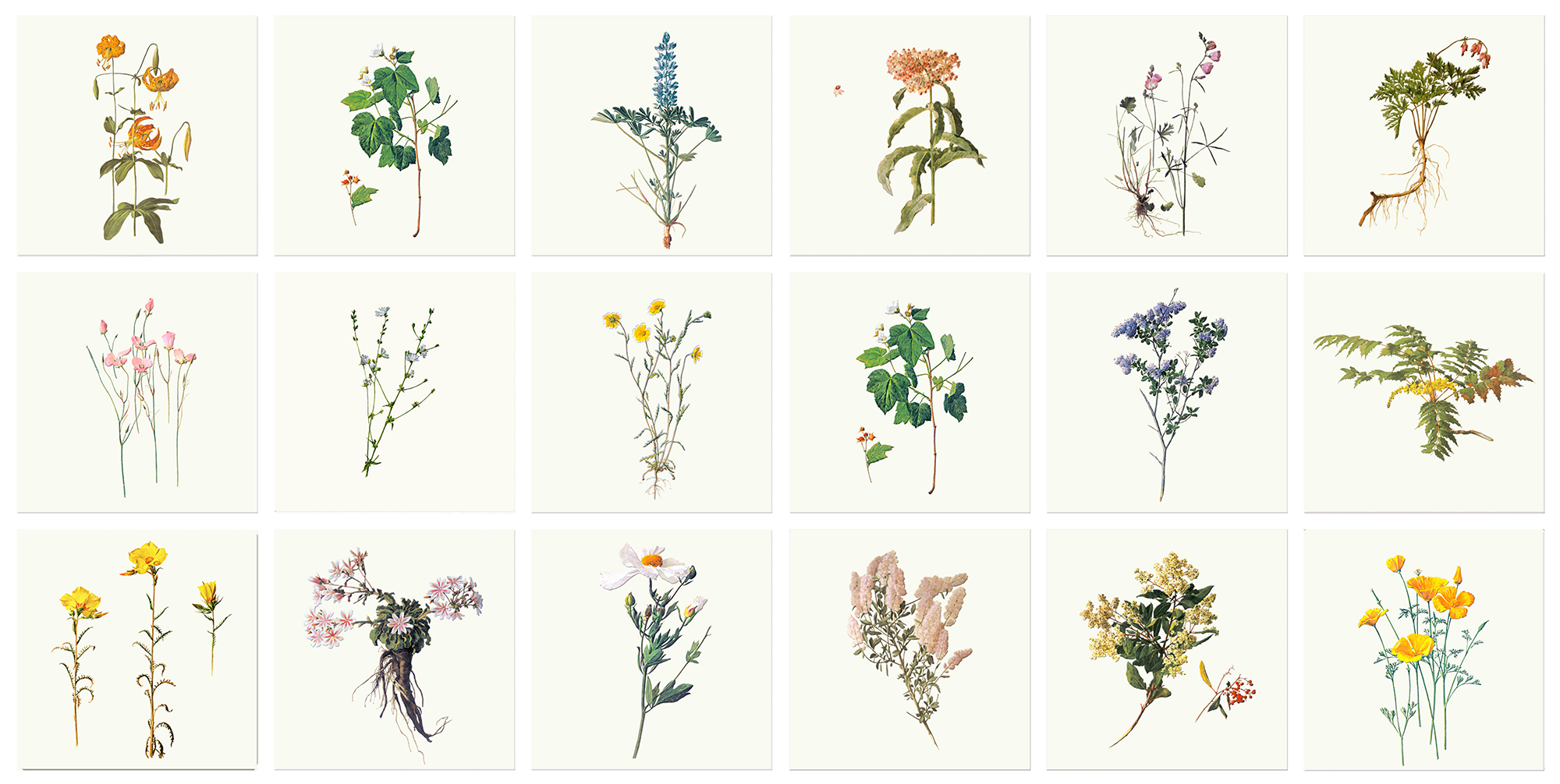A.R. Valentien Western Wildflowers