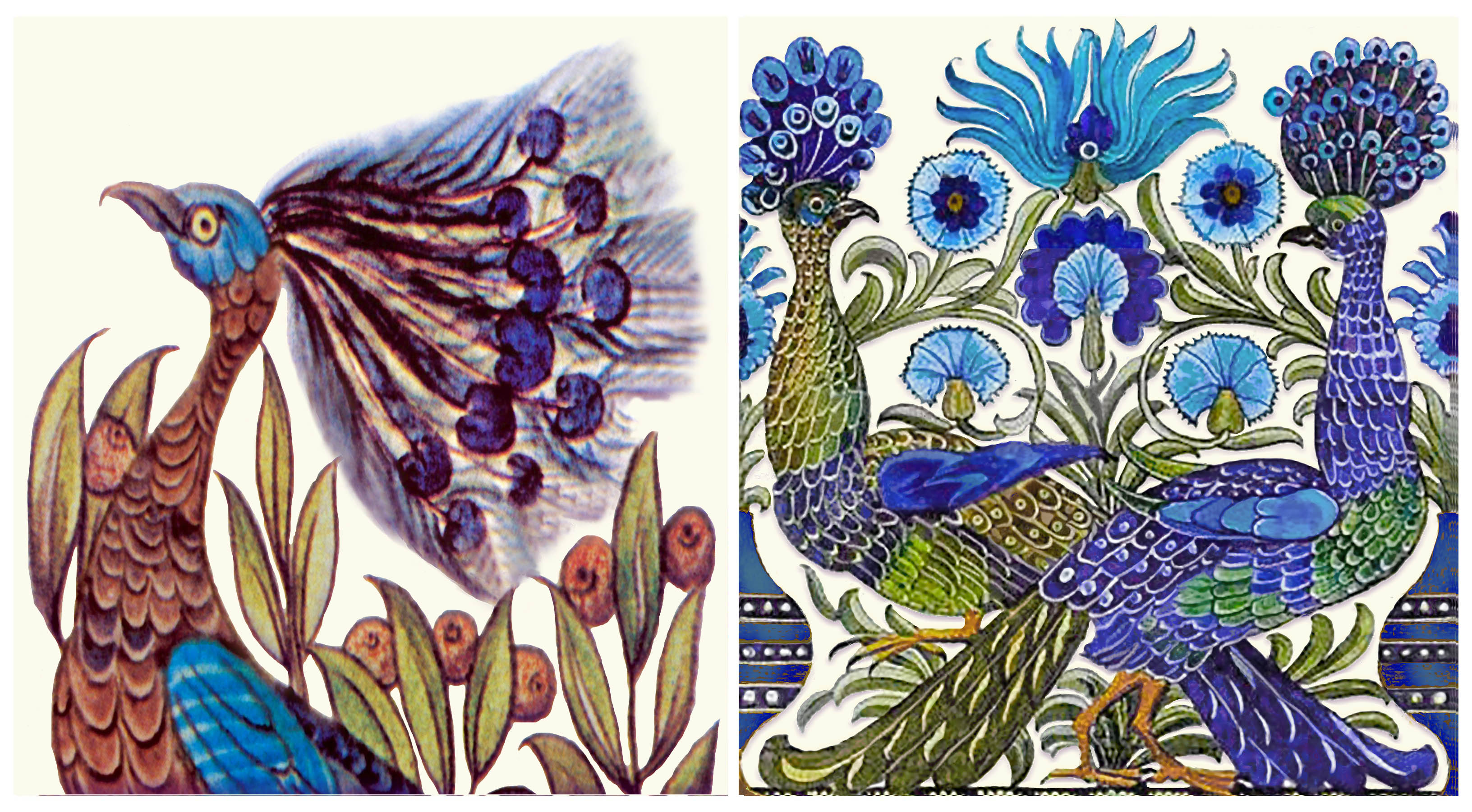 Peacock and Salamander sample set