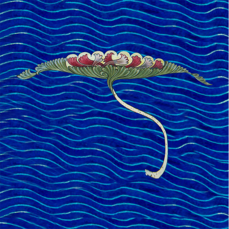 Red water lily, for De Morgan fireplace tile, with water