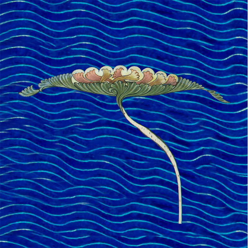 Salmon pink water lily, for De Morgan fireplace tile, with water