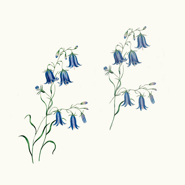 Scottish harebells