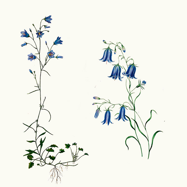 Scottish harebells