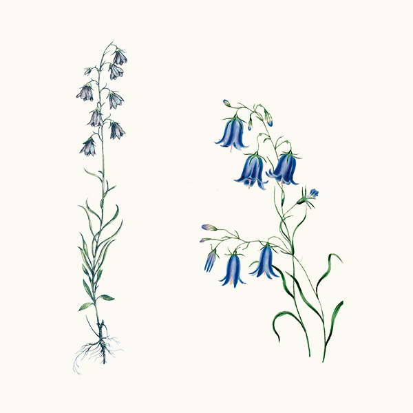 Scottish harebells