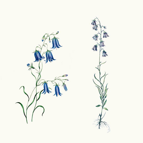 Scottish harebells
