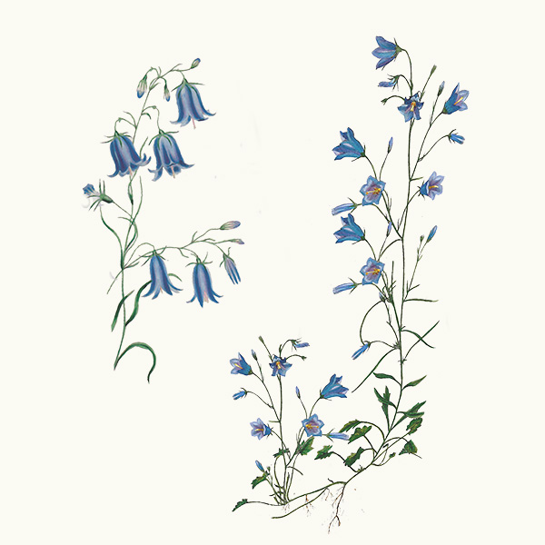 Harebells