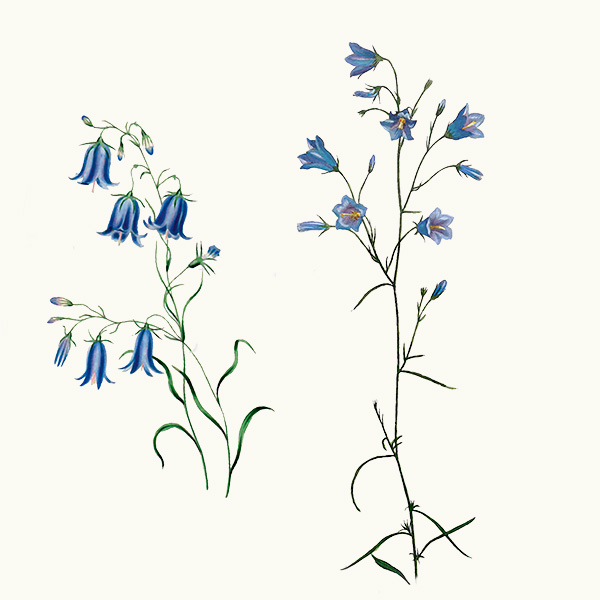 Harebells