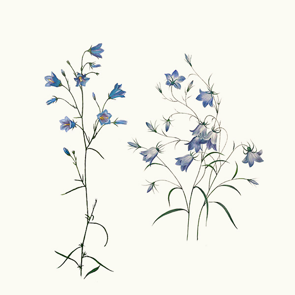Harebells
