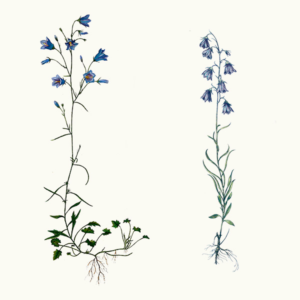 Harebells