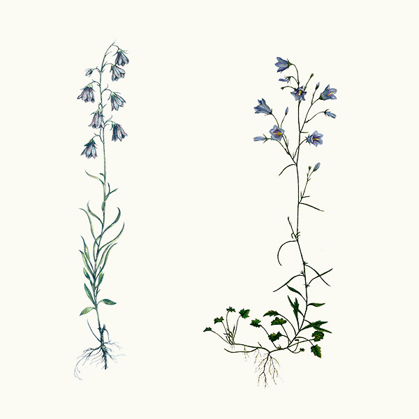 Harebells