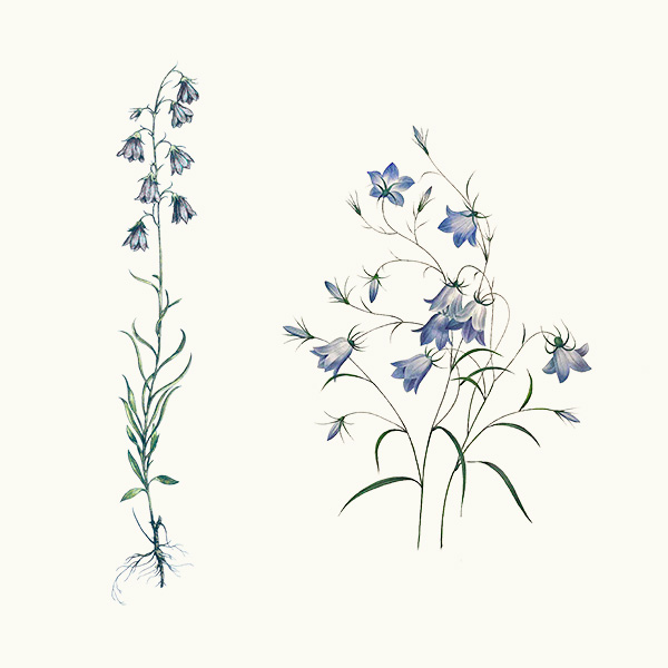 Harebells