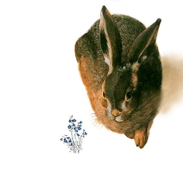 First Durer hare
