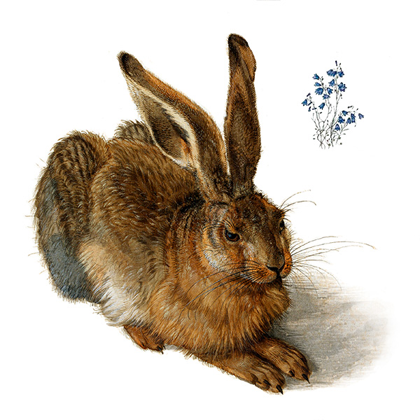 Second Durer hare