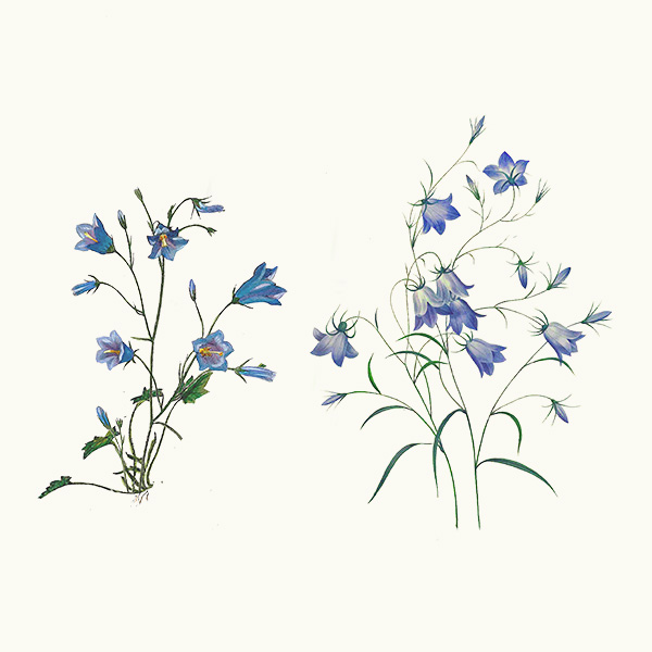 Harebells