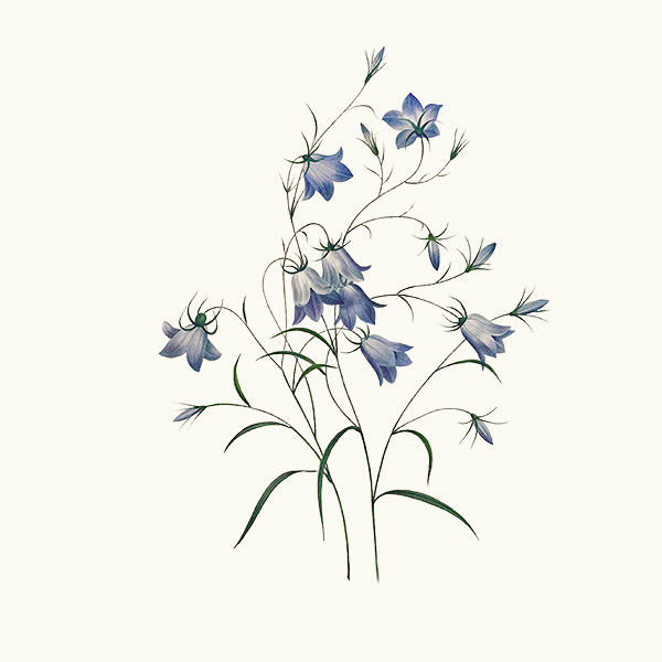 Harebells