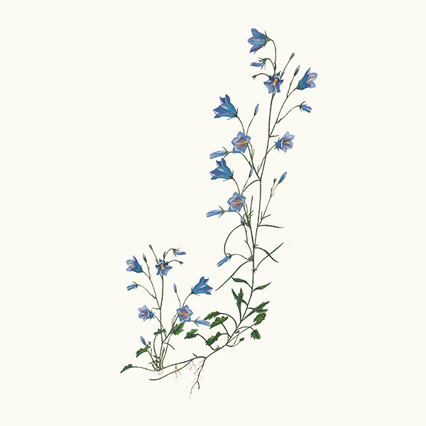 Harebells